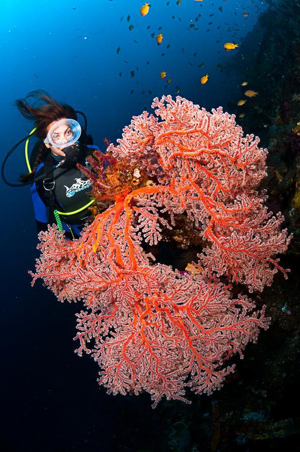 Benthos Bali Dive Resort تْشانديداسا المظهر الخارجي الصورة