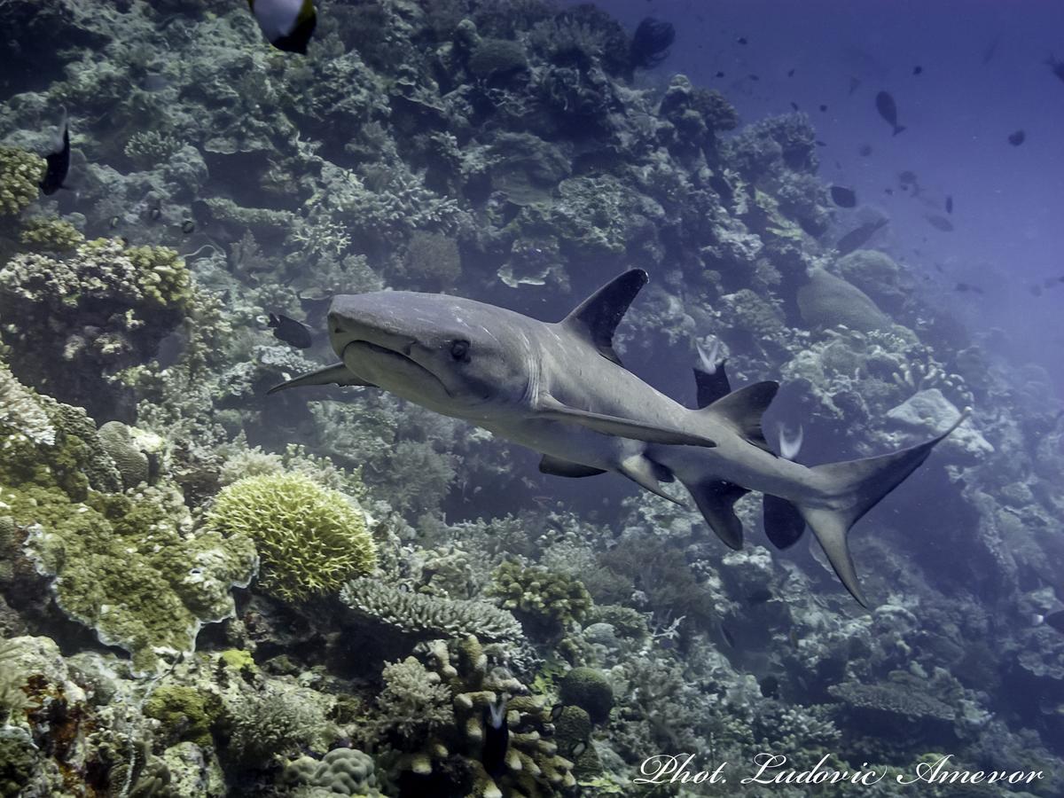 Benthos Bali Dive Resort تْشانديداسا المظهر الخارجي الصورة