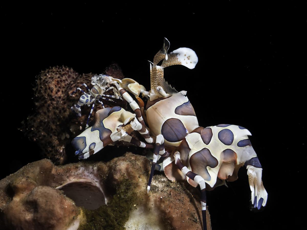Benthos Bali Dive Resort تْشانديداسا المظهر الخارجي الصورة