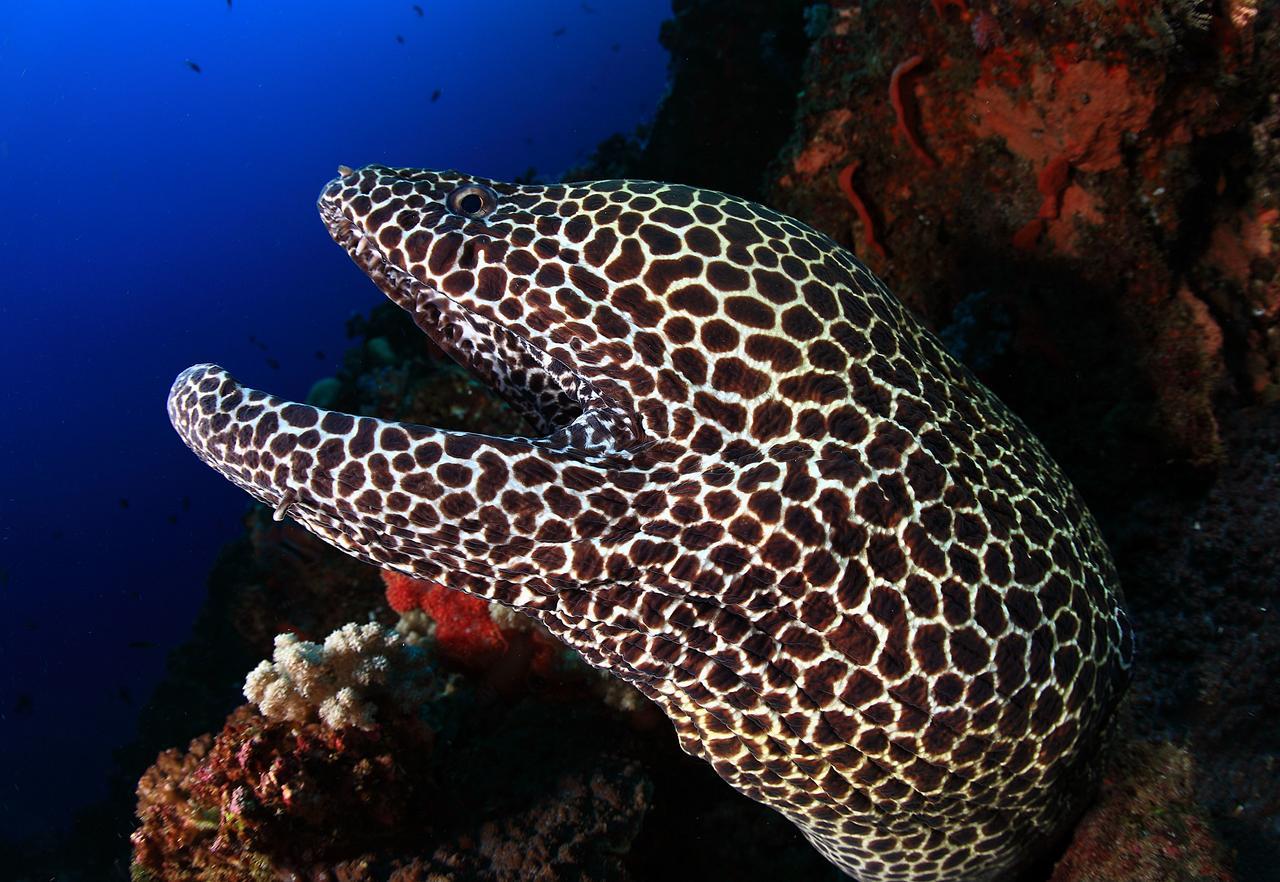 Benthos Bali Dive Resort تْشانديداسا المظهر الخارجي الصورة